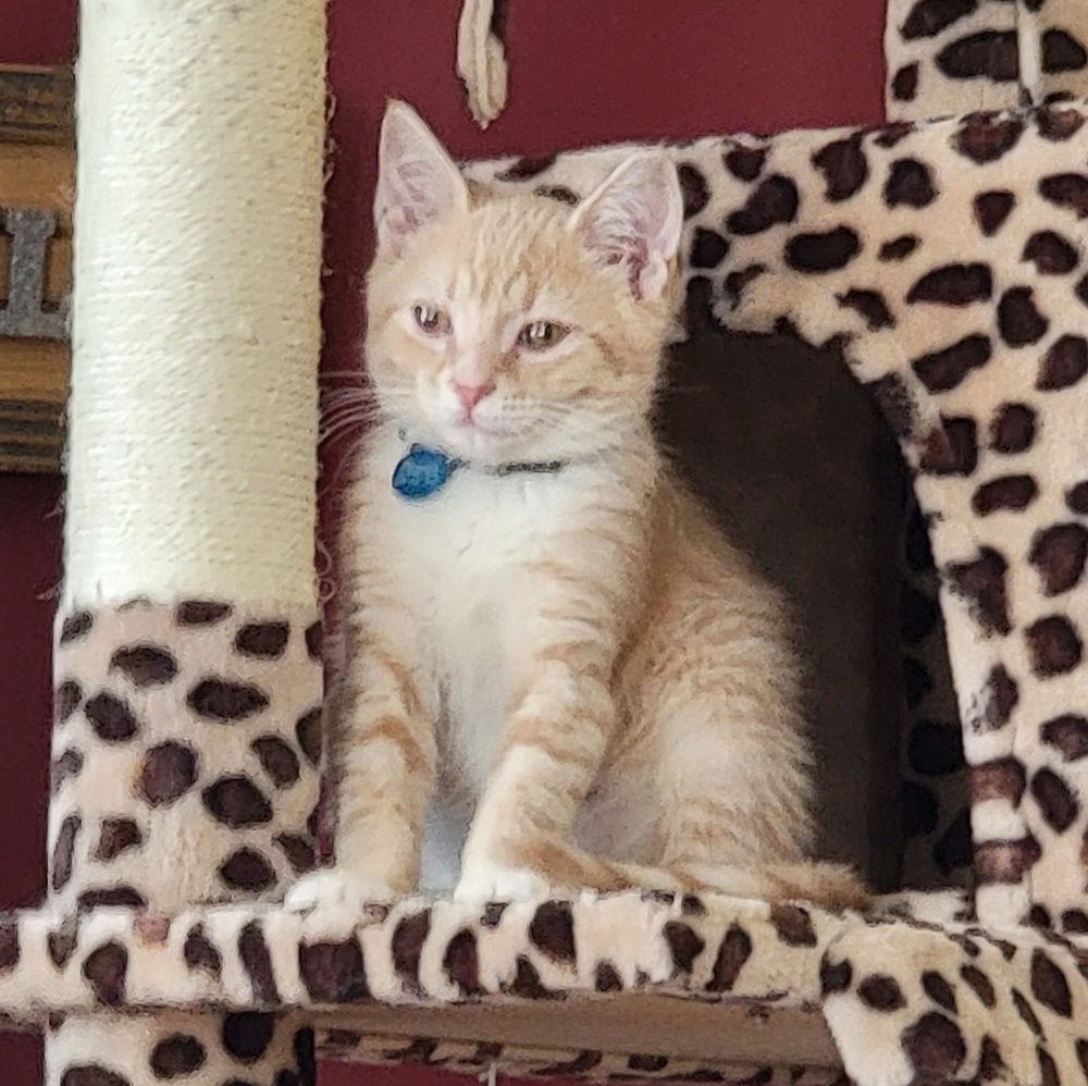 Meet your Posher, Rocco